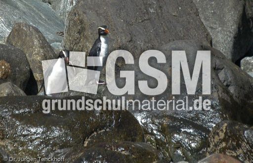 Dickschnabelpinguin (24 von 45).jpg